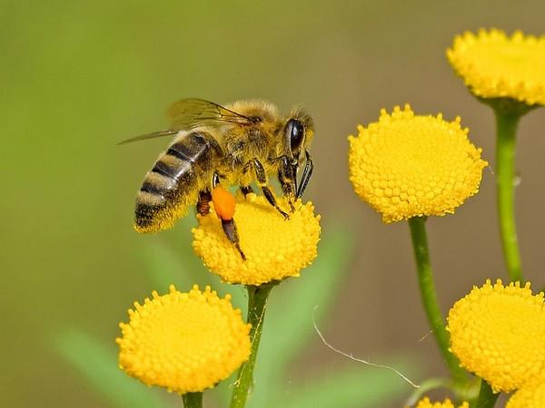 快速的城市蜜蜂饲养对野生蜜蜂种群产生不利影响:研究